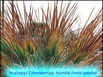 Imazapyr - Chamaerops humilis