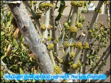 imazapyr - Nerium oleander