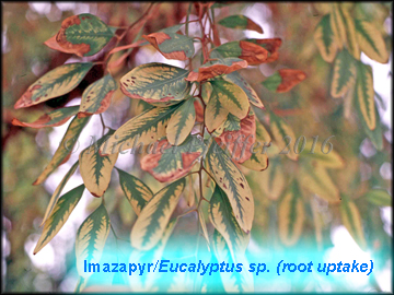 Imazapyr - Eucalyptus sp.