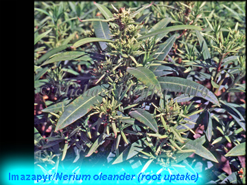 imazapyr - Nerium oleander