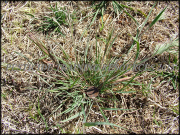 Plant in dormant bermudagrass