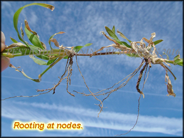 Rooting at Nodes