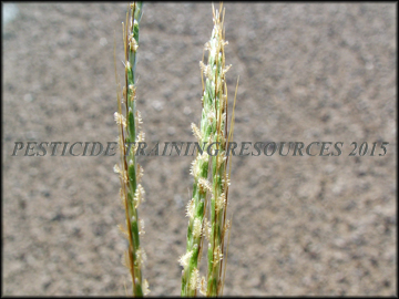 Stigmas and Spikelets