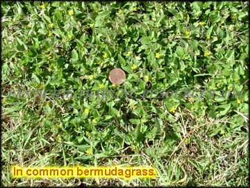 Infestation in Bermudagrass