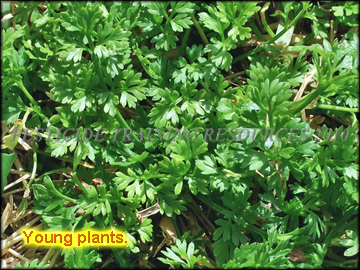 Young Plants