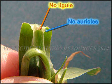 Ligule and Auricles