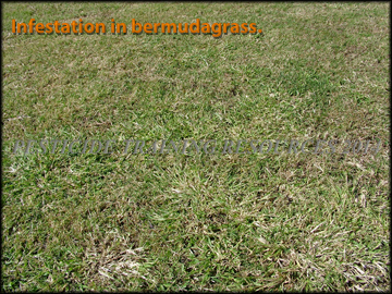 Infestation in Bermudagrass