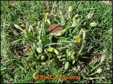 Plant That Has Been Mowed
