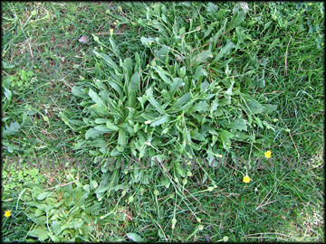 Plant in Dormant Bemudagrass