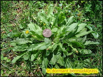 Plant in Dormant Bermudagrass