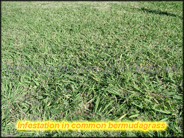 Infestation in bermudagrass