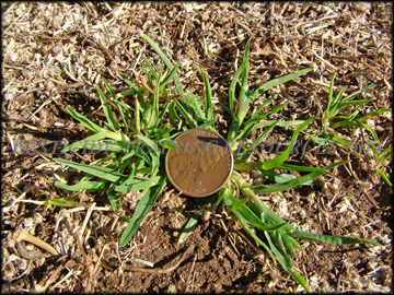 Plants in Dormant Bermudagrass