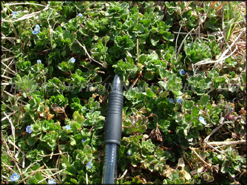 Infestation in dormant bermudagrass