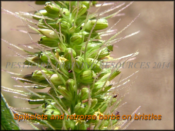 Spikelets and Retrorse Barbs