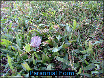 Perennial Form in 419 bermud