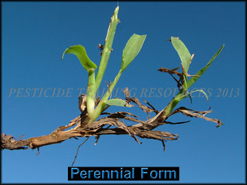 Roots Perennial Form
