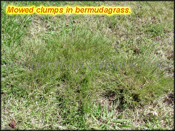 Clumps in bermudagrass