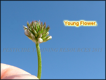 Young Flower