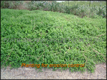 Planting for Erosion Control