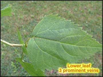 Lower Leaf