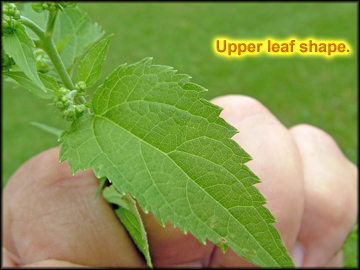 Upper Leaf
