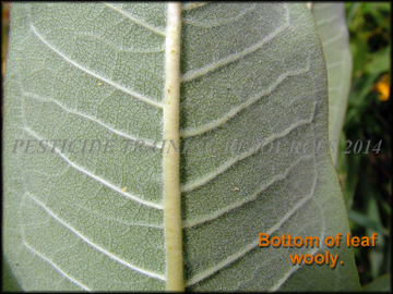 Bottom of Leaf
