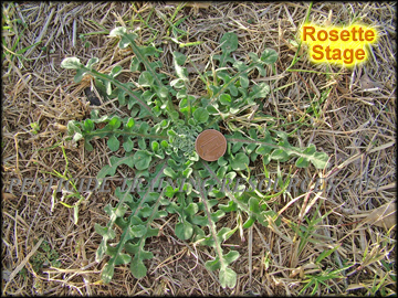 Rosette Stage