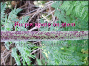 Purple Spots on Stem