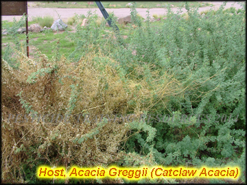Infestation on Acacia greggii