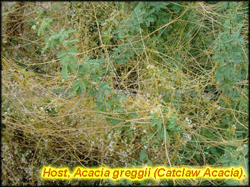 Infestation on Acacia greggii