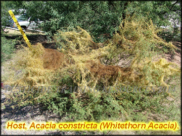 Infestation on Acacia constricta