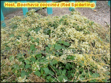 Infestation on Boerhavia coccinea