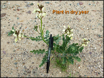 Plant in Dry Year
