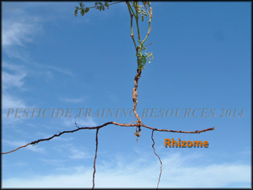 Plant & Rhizome
