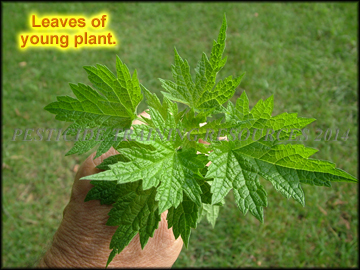 Leaves, Young Plant