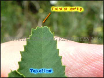 Top of Leaf
