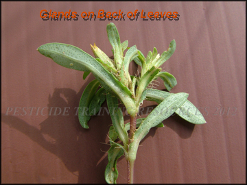 Glands on back of leaves