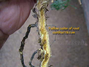 Yellow Root Tissue