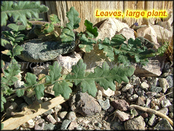 Leaves, Large Plant