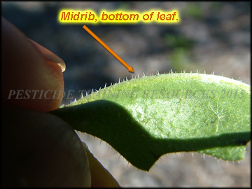 Bottom of Leaf
