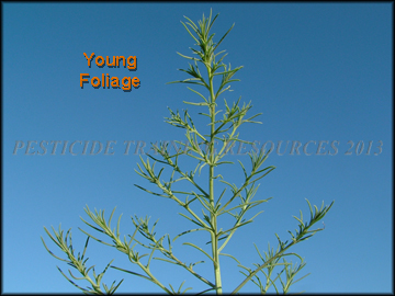 Young Foliage