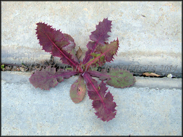 Purple Phase Seedling