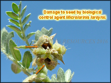 Seed damage Microlarinus lareynii