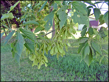 Foliage and Green Fruit