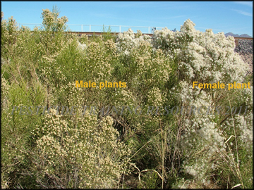 Male and Female Plants