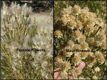 Male Flowers and Female Flowers